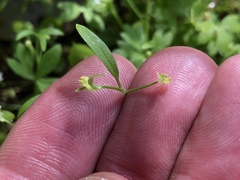 Ranunculus hebecarpus