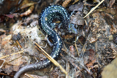 Plethodon caddoensis