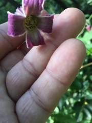 Clematis pitcheri