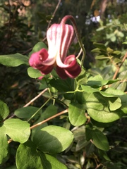 Clematis pitcheri