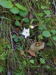 Lithophragma heterophyllum