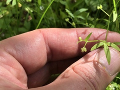 Ranunculus hebecarpus