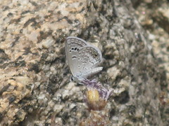 Polyommatinae
