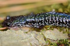 Plethodon caddoensis