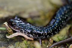 Plethodon caddoensis