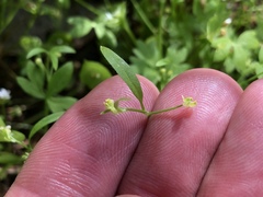 Ranunculus hebecarpus