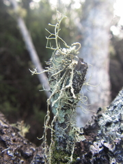 Ramalina pacifica
