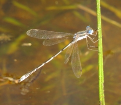 Lestes australis