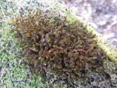 Tortella flavovirens