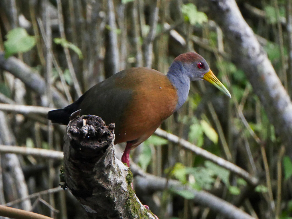 Russet-naped Wood-rail