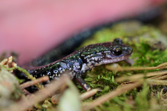 Plethodon caddoensis