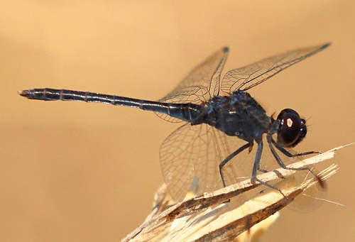 Black Percher