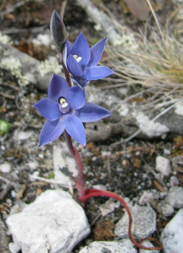 Image of Thelymitra aggericola by no rights reserved