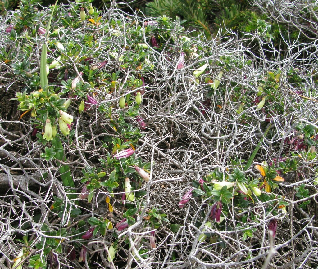 Billardiera ovalis (Billardiera ovalis)
