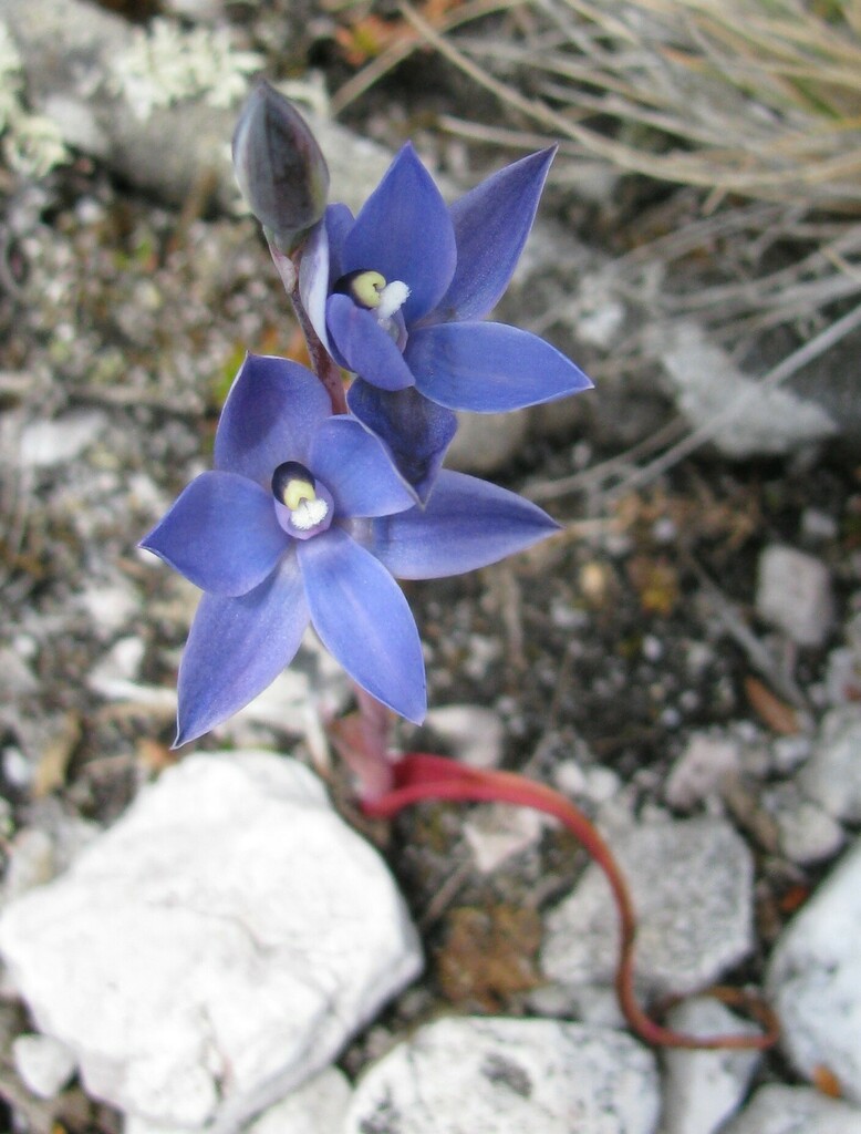 Thelymitra aggericola