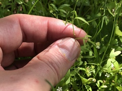 Ranunculus hebecarpus