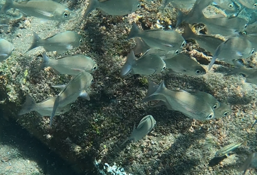 Agassiz' salema (Xenichthys agassizii) — Haemulidae