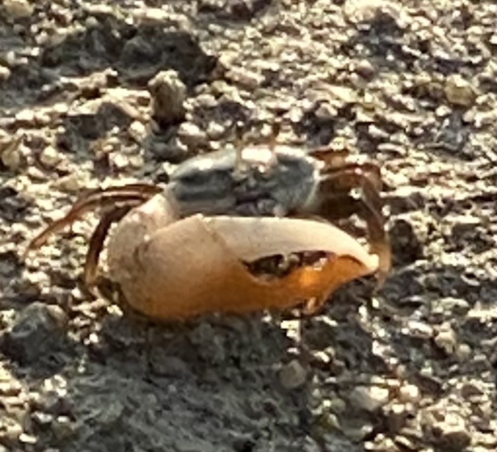 Calling Fiddler Crab (Gelasimus vocans) — recorded at Mae Haad/koh Ma