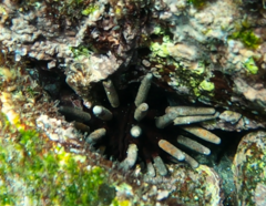 Eucidaris galapagensis image