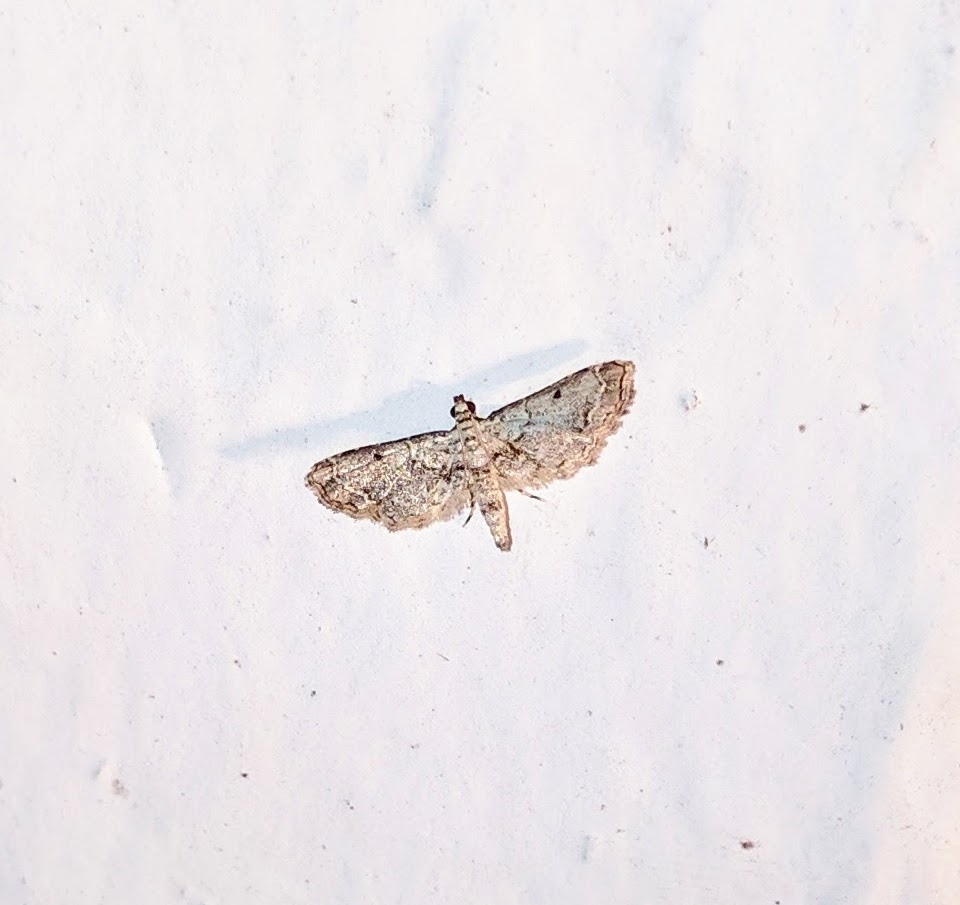 Sufetula minimalis
