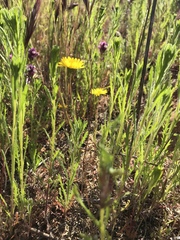 Pentachaeta aurea aurea