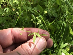 Ranunculus hebecarpus