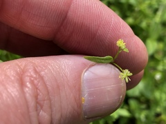 Ranunculus hebecarpus