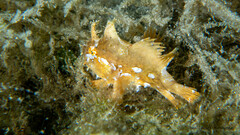 Sargassumfish photo 3
