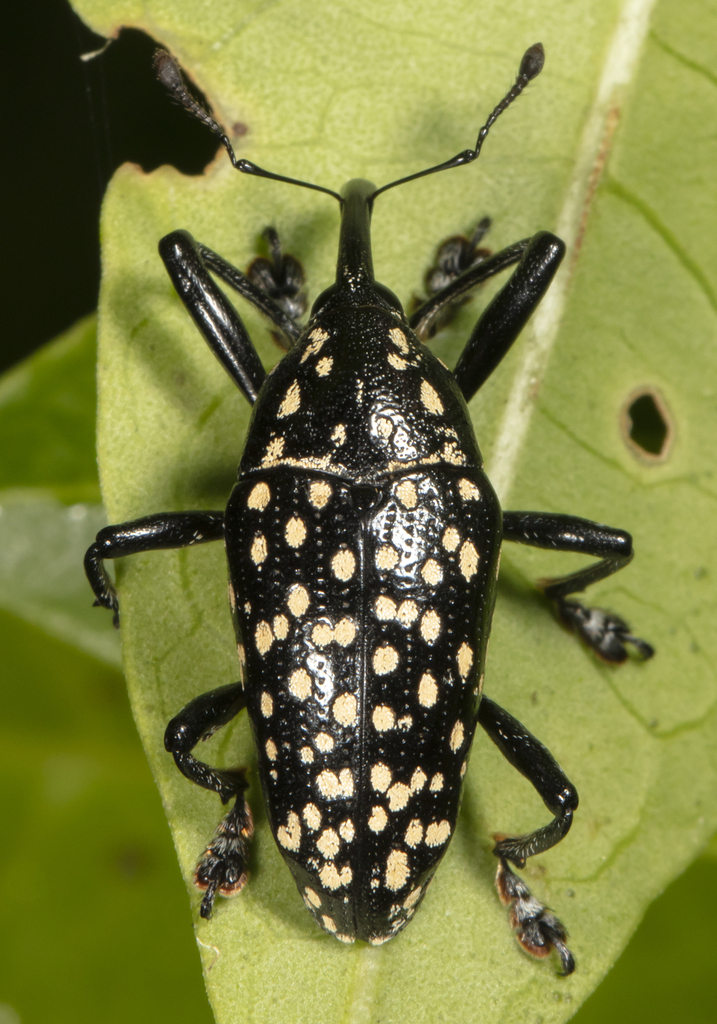 Cholus foveolatus