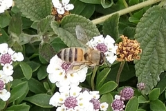 Apis mellifera