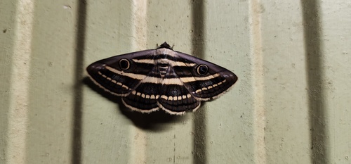 Tooth White Banded Noctuid
