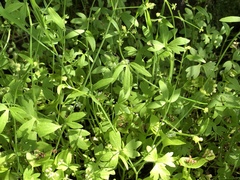 Ranunculus hebecarpus