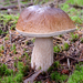King Bolete - Photo (c) MK-fotky, some rights reserved (CC BY-NC-ND)