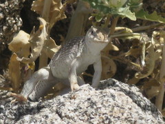 Dipsosaurus dorsalis