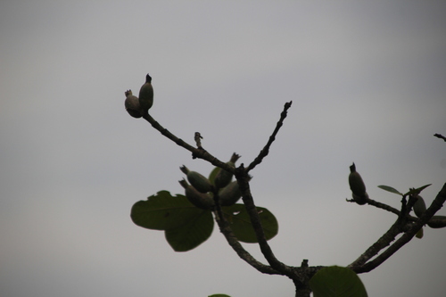 Image of Gardenia imperialis by no rights reserved