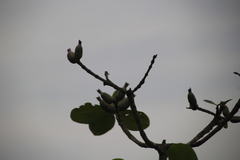 Gardenia imperialis, photograph author not stated, no rights reserved