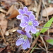 Round-lobed Hepatica - Photo (c) Daniel Onea, some rights reserved (CC BY-NC), uploaded by Daniel Onea
