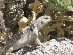 Dipsosaurus dorsalis
