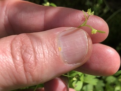 Ranunculus hebecarpus
