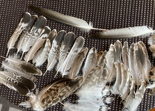Plume de Goéland argenté