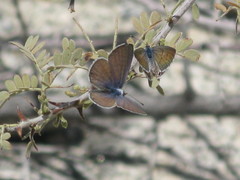 Polyommatinae