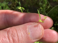 Ranunculus hebecarpus