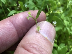 Ranunculus hebecarpus