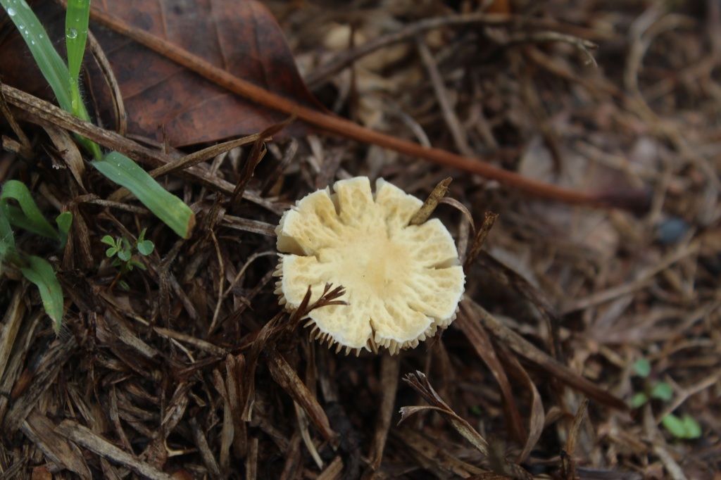 Agrocybe retigera · April 2019 · photo: © nicolasr (iNaturalist, cc-by)