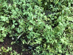 Ranunculus hebecarpus