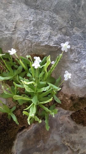 Pinguicula vallisneriifolia