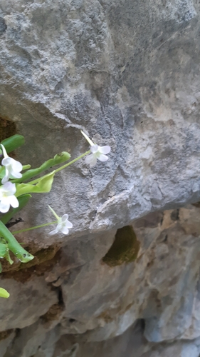 Pinguicula vallisneriifolia