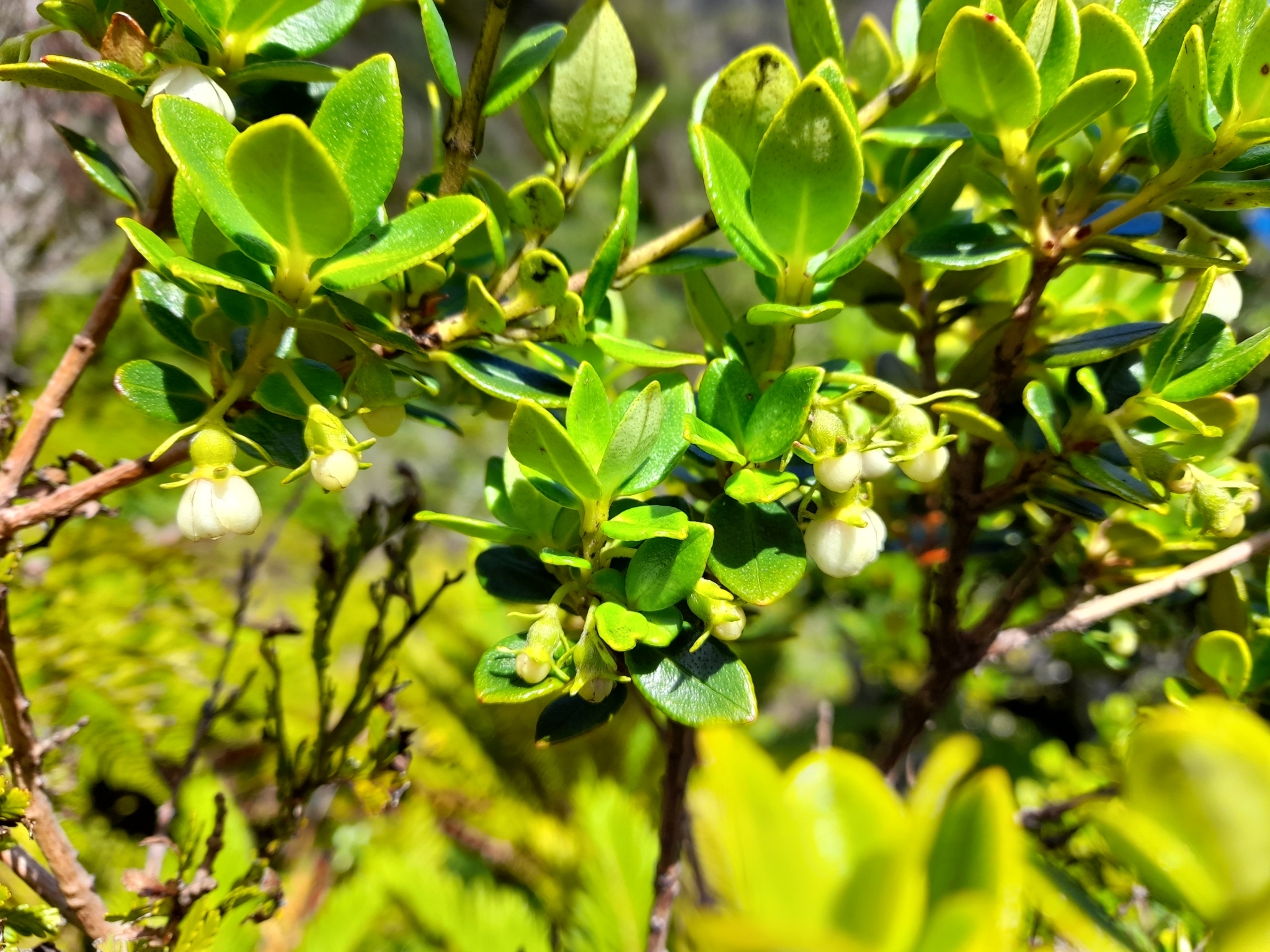Ugni selkirkii