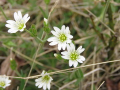 Cerastium velutinum