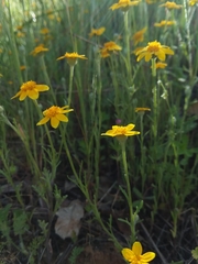 Pseudobahia heermannii